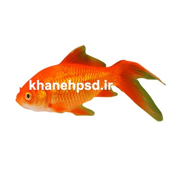 عکس png ماهی قرمز